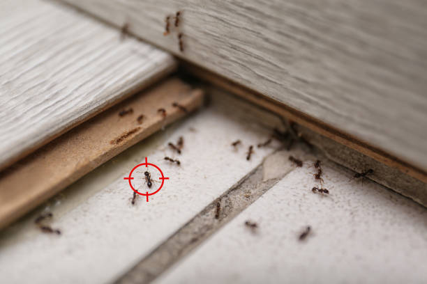 Best Mosquito Control Services  in Robbins, NC