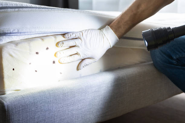 Reliable Robbins, NC Pest Control Solutions