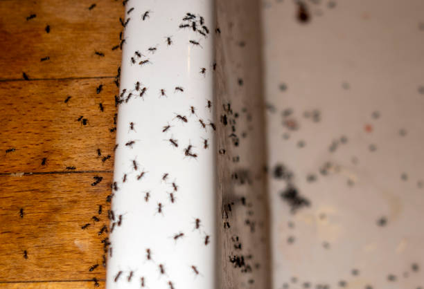Pest Prevention Services in Robbins, NC