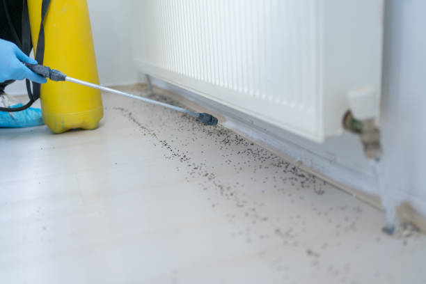 Best Affordable Pest Control Services  in Robbins, NC